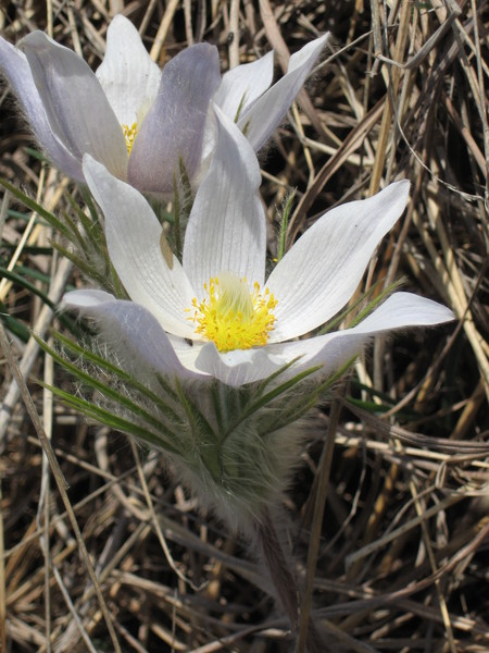 Pasqueflower, American