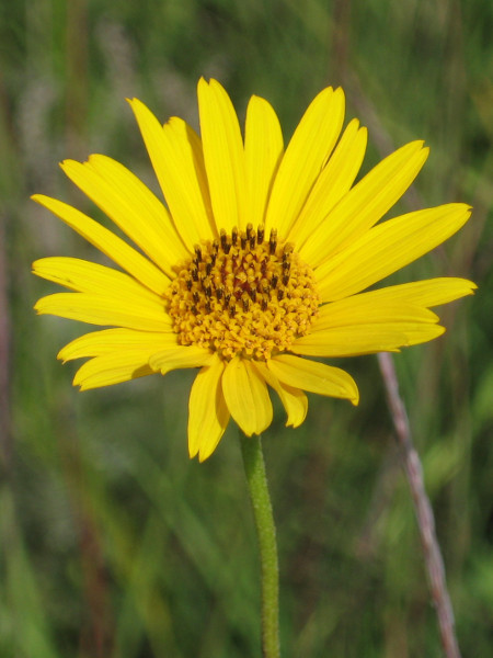 Sunflower, western