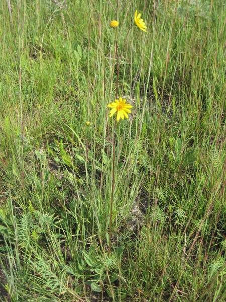 Sunflower, western