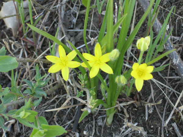 Star grass, yellow