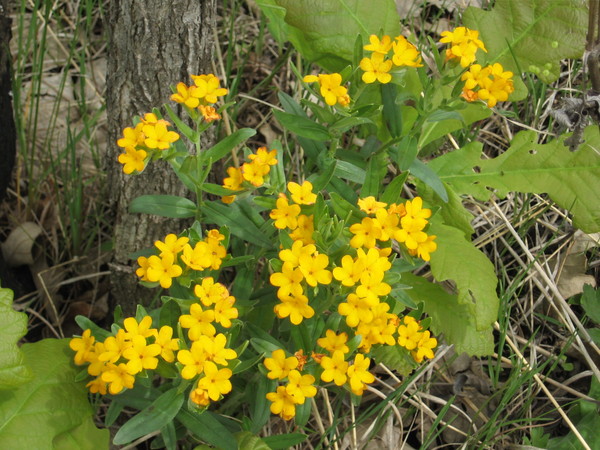 Puccoon, hoary