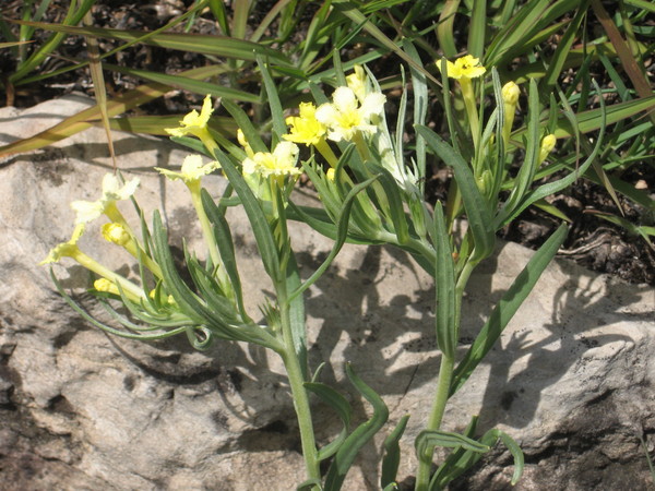 Puccoon, fringed