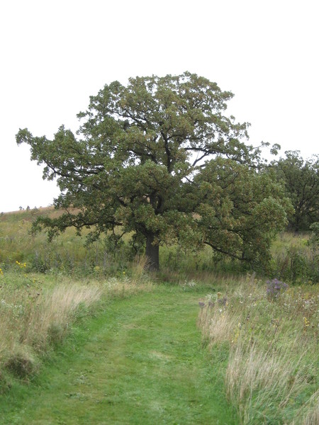Tree, bur oak