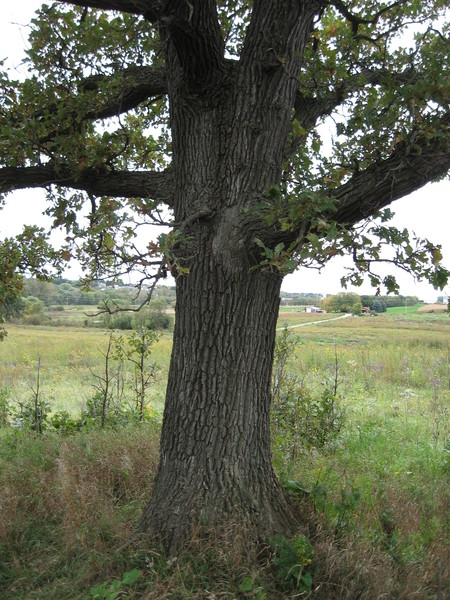 Tree, bur oak