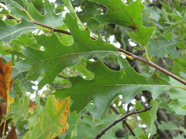 Tree, black oak