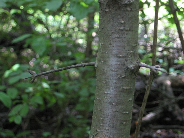 Buckthorn, common