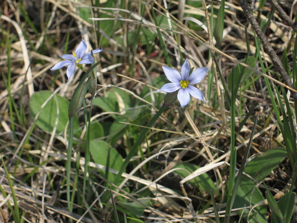 Blue-eyed grass, prairie