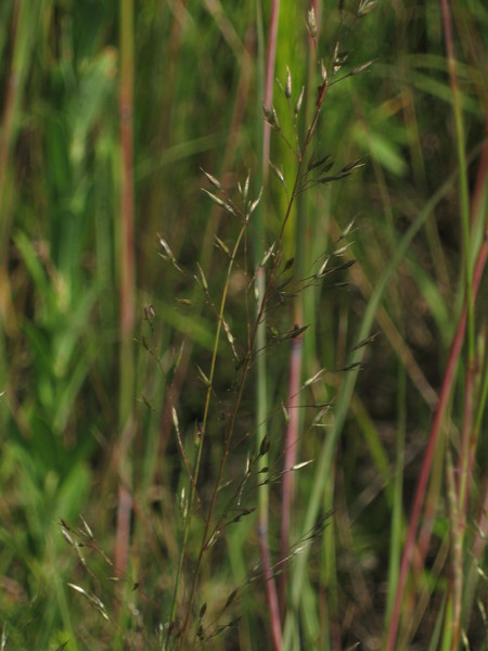 Grass, prairie dropseed