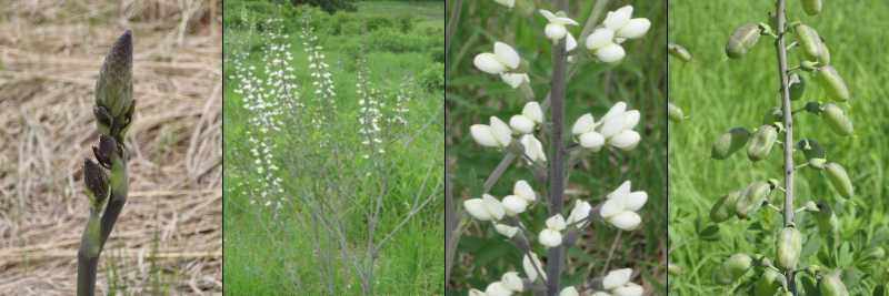 Photos of white wild indigo
(Baptisia alba) from spring to late summer