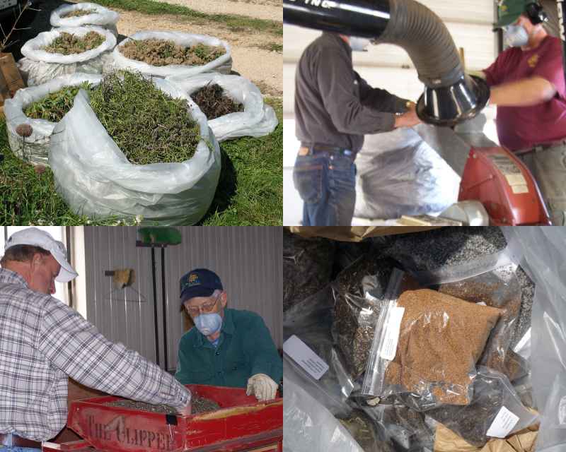 Seed processing: from field, to
hammer mill, to fanning mill, to clean seed ready to be planted.  (The
masks being worn in the pictures are for dust, as is the black tube in
the upper right.)