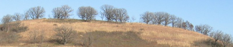 Remnant prairie on Frederick's
Hill