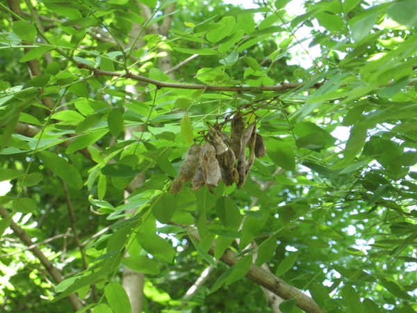 Tree, black locust