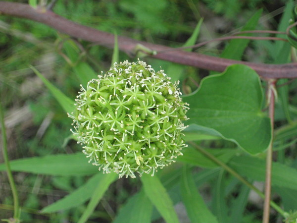 Carrion flower