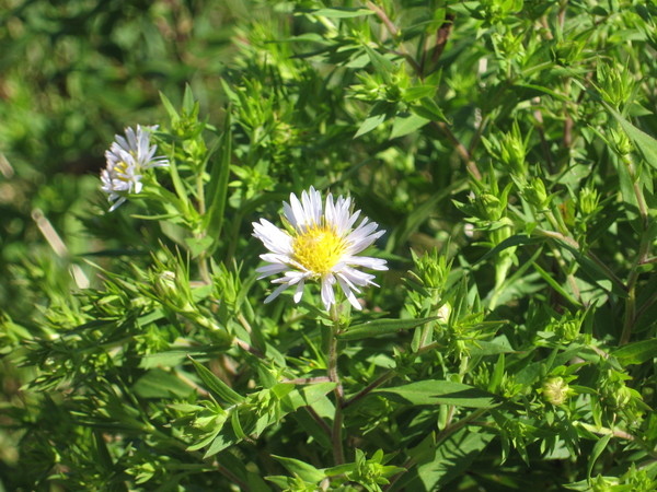 Aster, shining