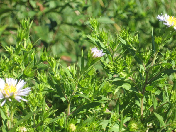 Aster, shining