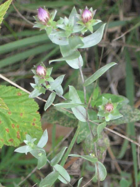 Morus alba (White Mulberry): Minnesota Wildflowers