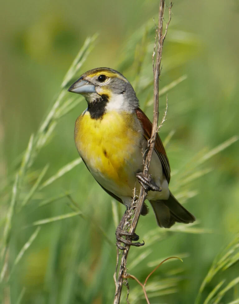 Dickcissels are designated as a Wisconsin Species of Special Concern (Photo: Gail Smith)