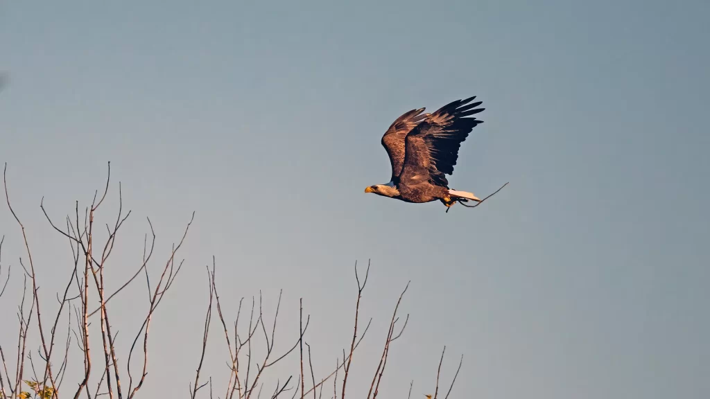 Eagle with stick | Photo Credit: Gary Sater