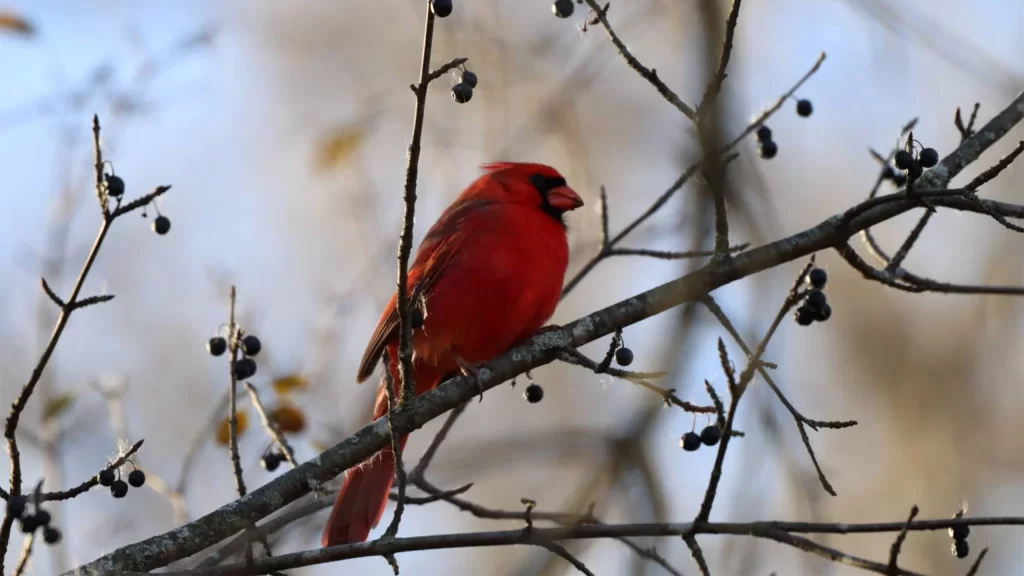 Cardinal | Photo Credit Mia Weiler