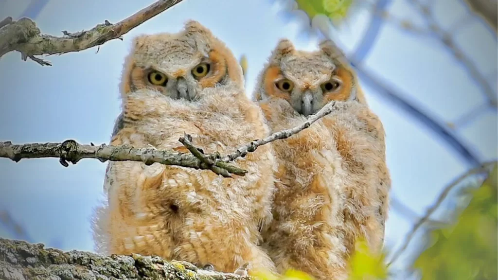 Owlets. Kevin Munson Photographer