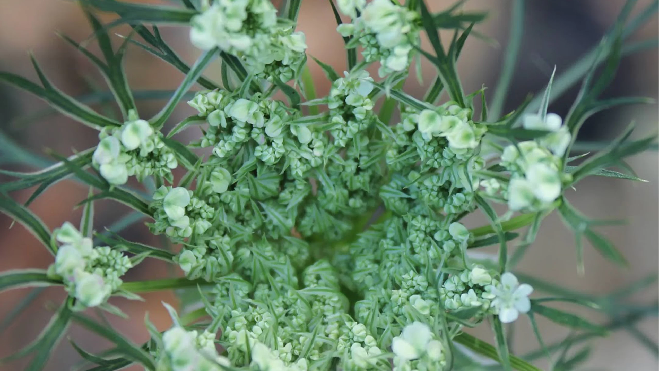 Close up of green flora at Pheasant Branch Conservancy in Middleton, Wisconsin