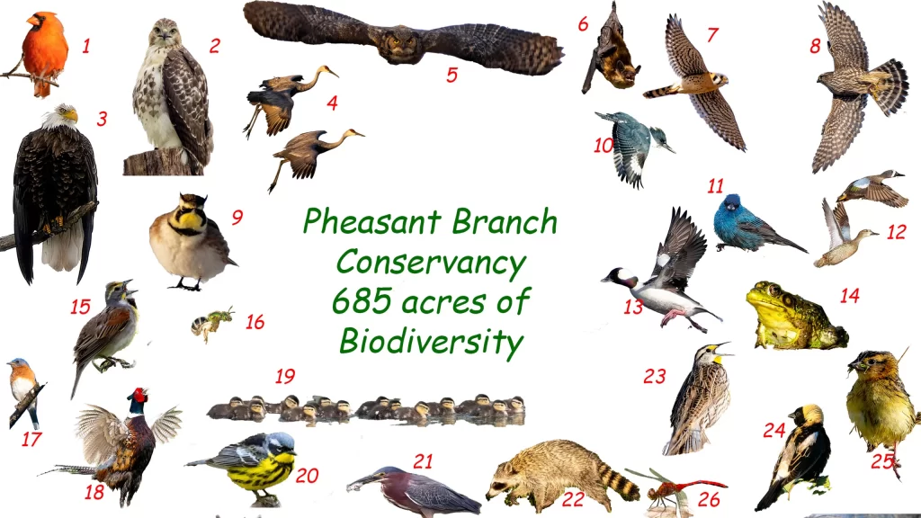 Slide showing various animals throughout the conservancy – 685 acres of biodiversity