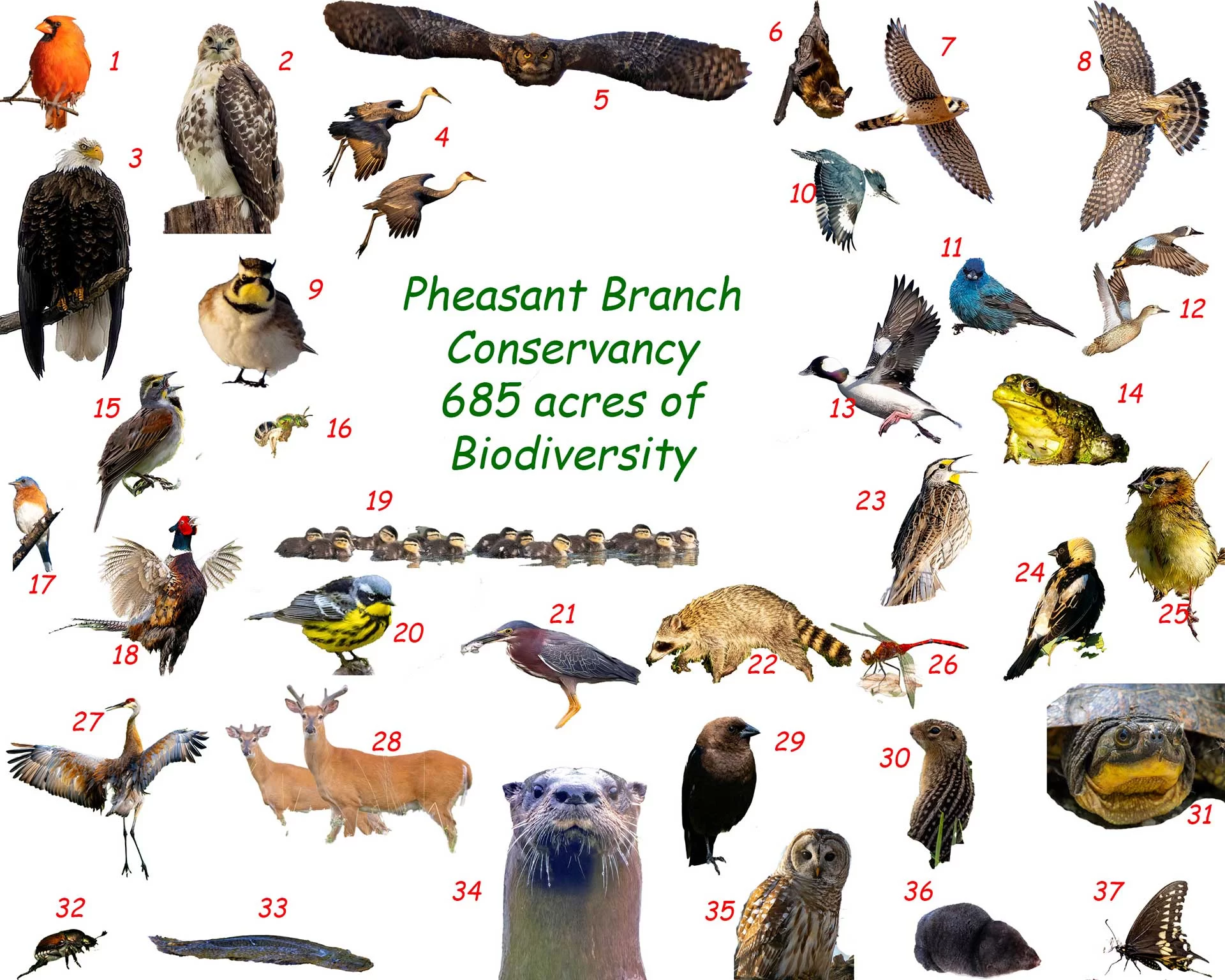 Slide showing various animals throughout the conservancy – 685 acres of biodiversity
