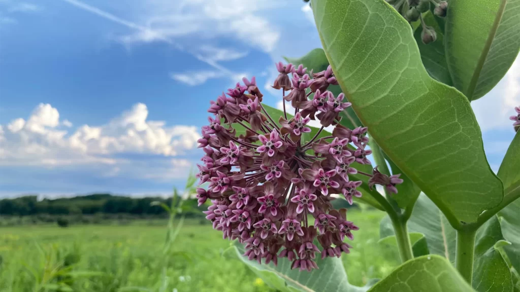 A milkweed plant in the prairie at Pheasant Branch Conservancy in Middleton Wisconsin in the summer