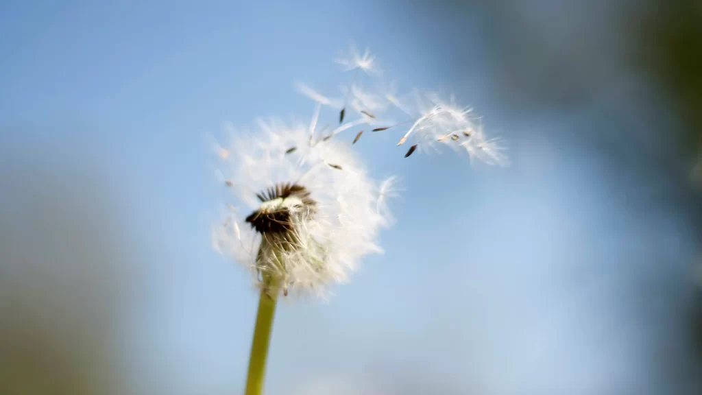 Dandelion seeds blowing in the wind