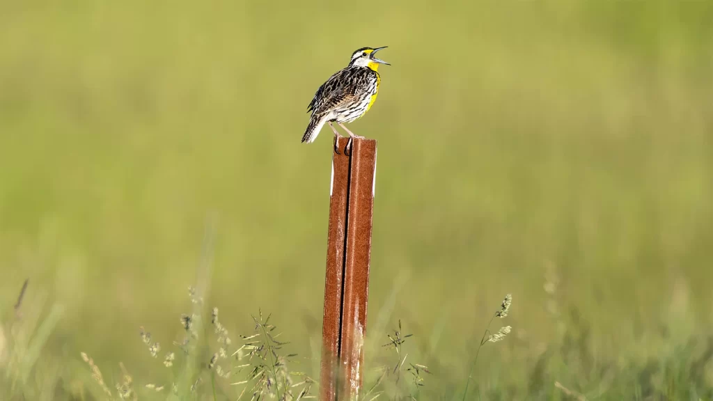 Meadowlark at Pheasant Branch Conservancy Middleton Wisconsin