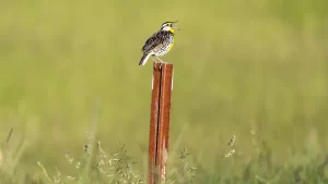 Meadowlark at Pheasant Branch Conservancy Middleton Wisconsin