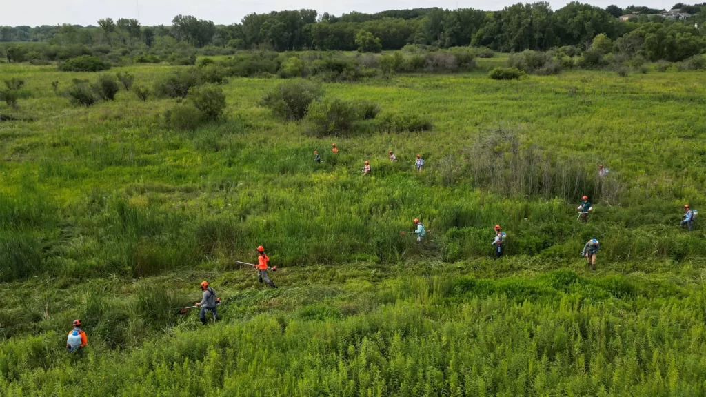 Volunteers work to remove invasive species at Pheasant Branch Conservancy
