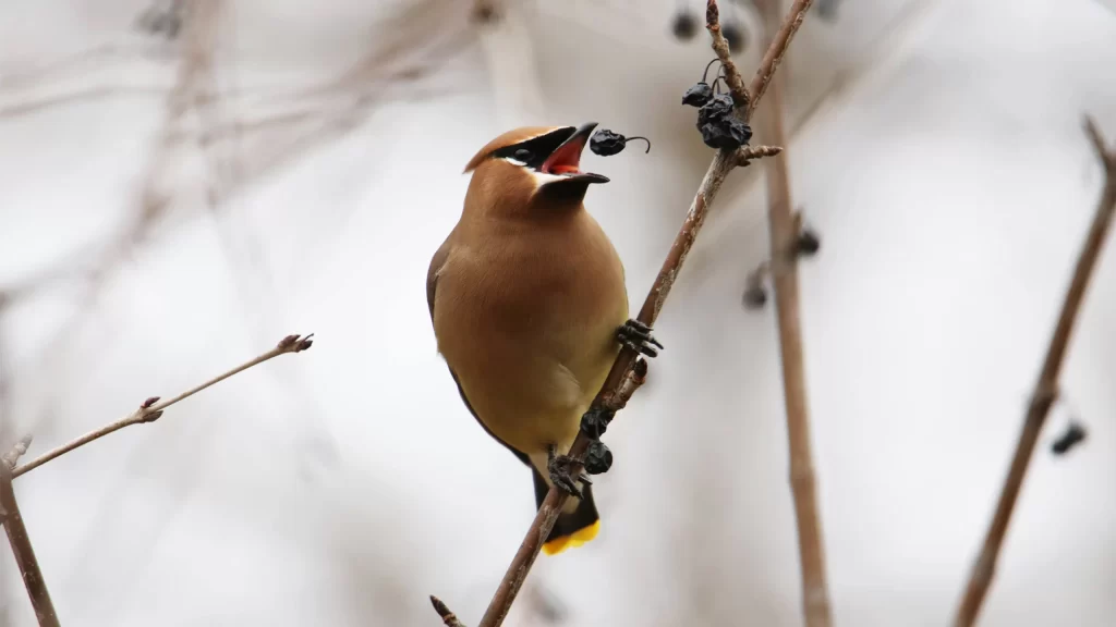 Cedar waxwing in a tree eating a berry at Pheasant Branch Conservancy in Middleton WI