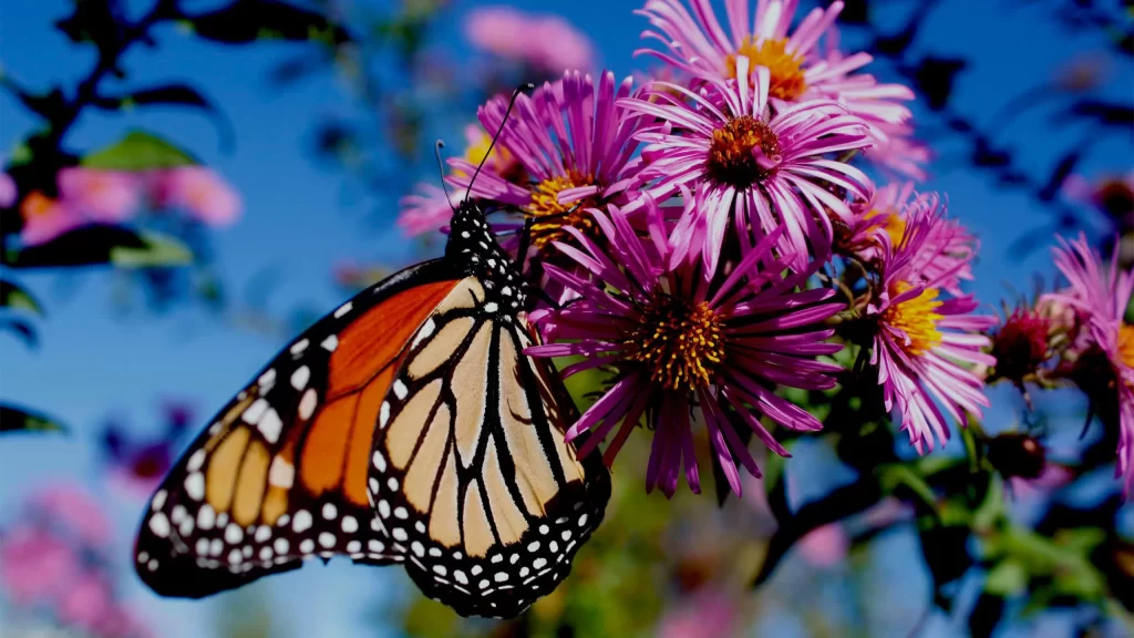 Monarch butterfly landing on a flower at Pheasant Branch Conservancy in Middleton WI