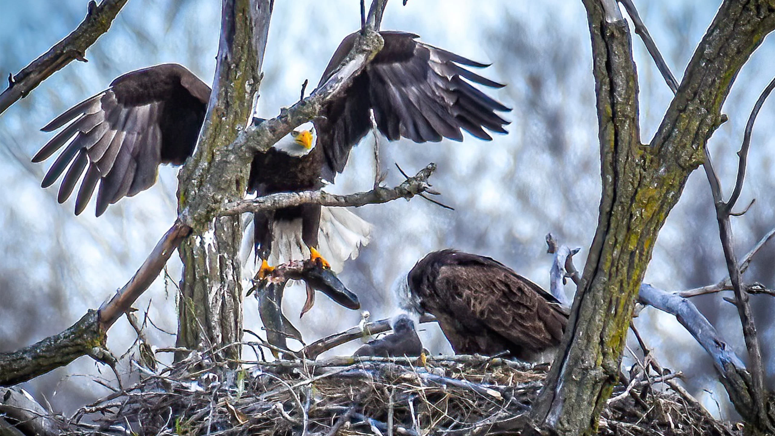 Bald eagle bringing food to eaglets at Pheasant Branch Conservancy in Middleton Wisconsin