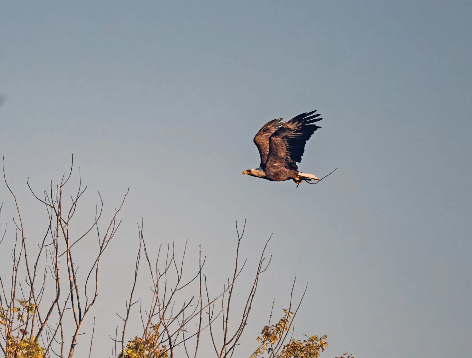 Eagle carrying stick for building the new nest.