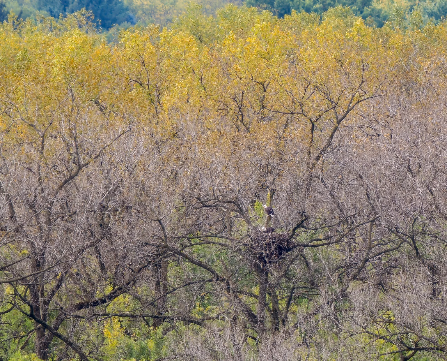 The new nest viewed from the trail to the top of Pheasant Branch Hill. Binoculars will be needed to see the nest and the eagles. 