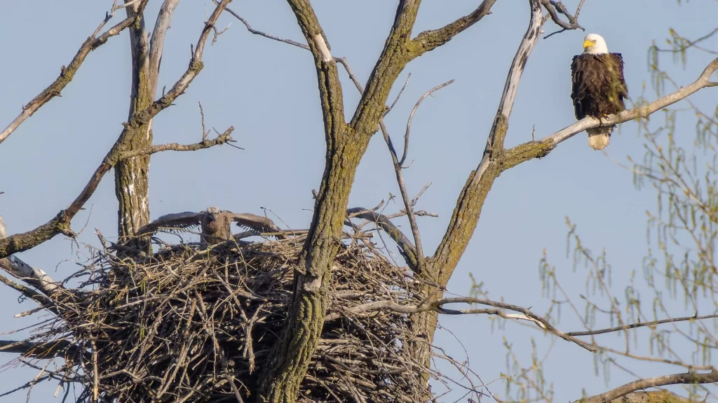 Eaglet in nest with adult bald eagle sitting on a branch nearby at Pheasant Branch Conservancy in Middleton Wisconsin