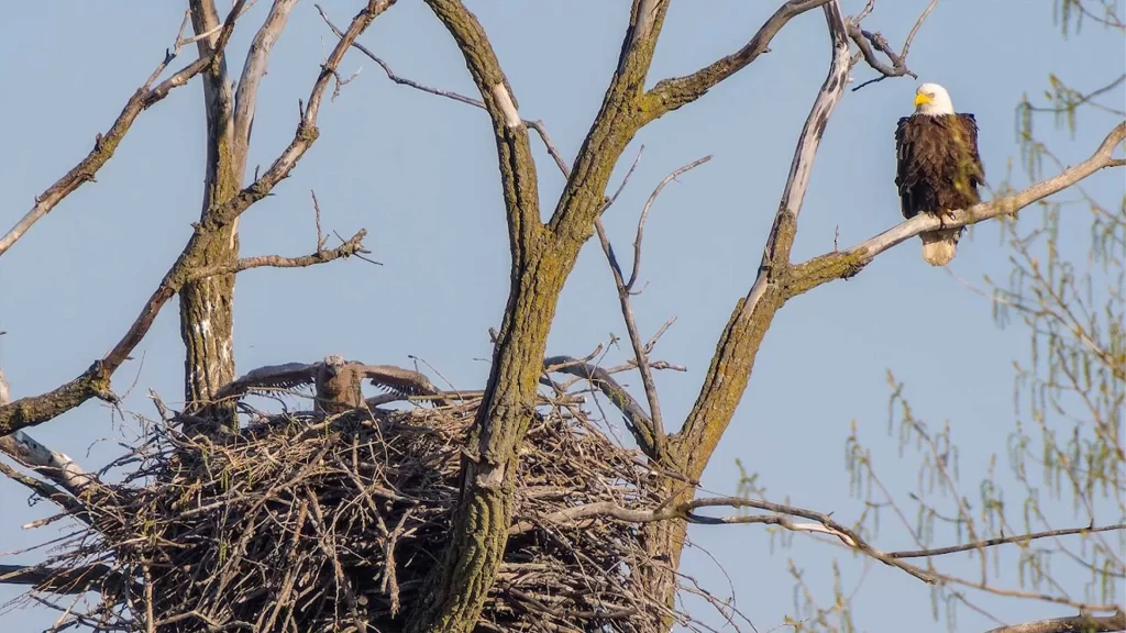Eagle perched on a bran ch above its nest