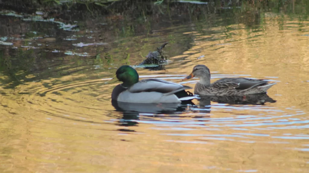 Mallard ducks swimming in Pheasant Branch Creek at Pheasant Branch Conservancy in Middleton WI