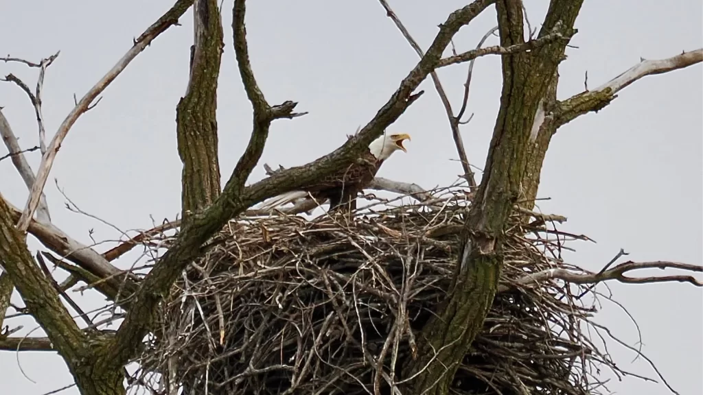 Eagle in nest at Pheasant Branch Conservancy in Middleton, Wisconsin