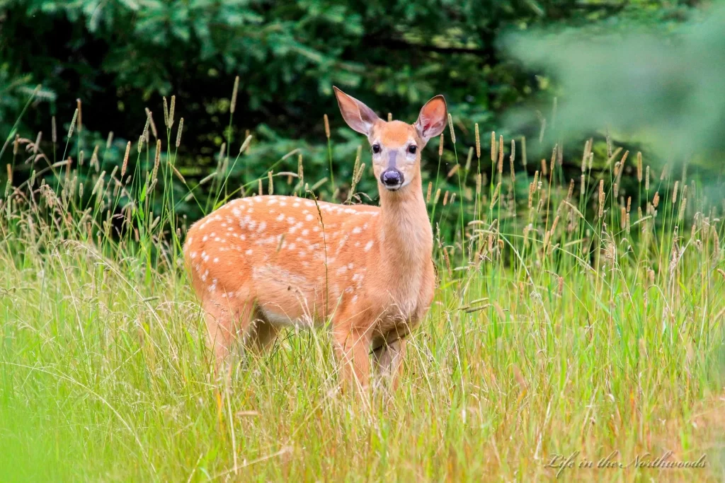 Fawn standing in tall grass