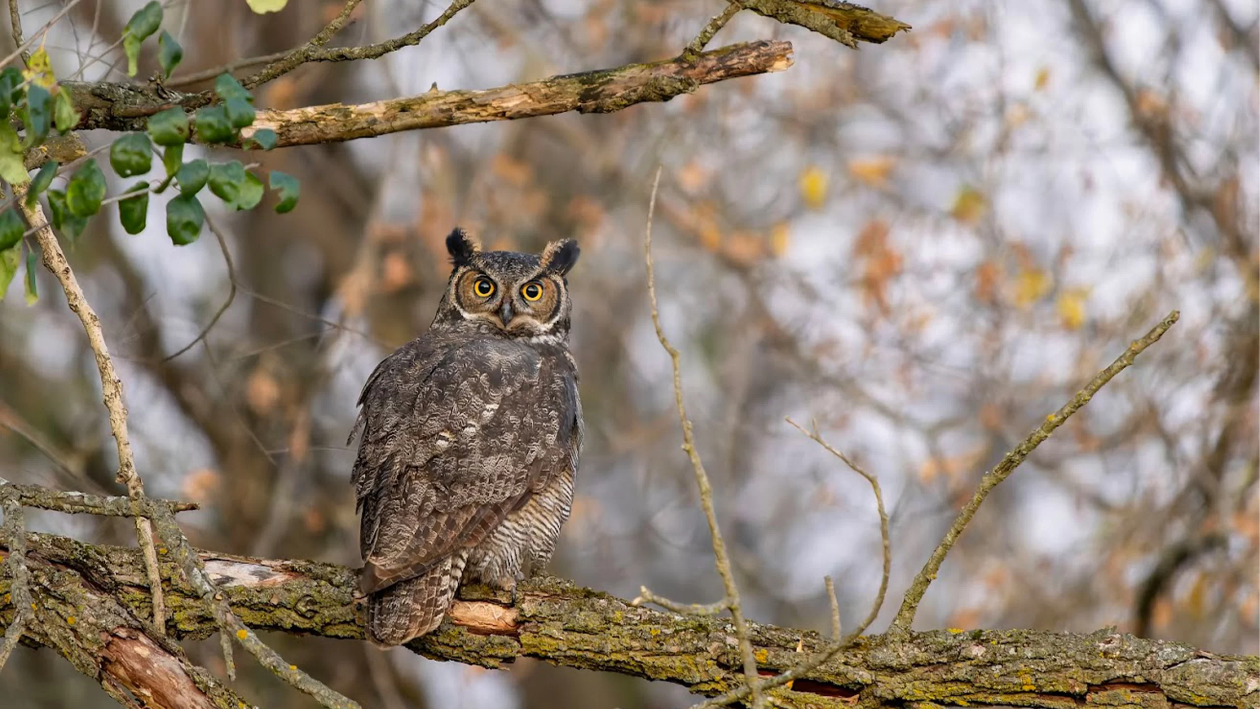 Great Horned Owl at Pheasant Branch Conservancy in Middleton, Wisconsin