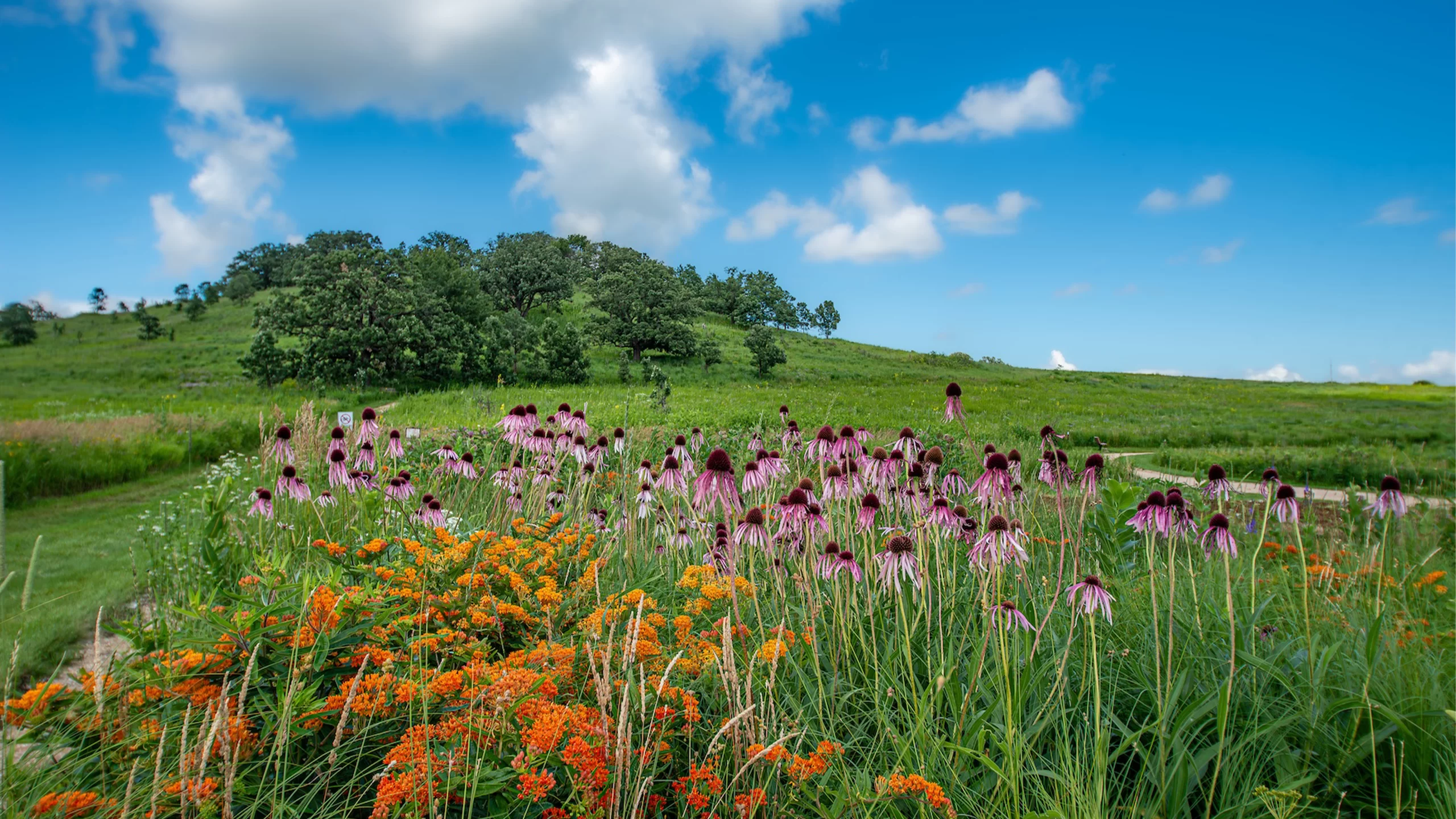 Flowers and Pheasant Branch Hill on a blue sky day at the Pheasant Branch Conservancy
