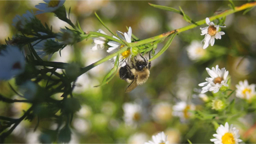 A bumblebee on a flower in Pheasant Branch Conservancy in Middleton WI