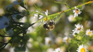 A bumblebee on a flower in Pheasant Branch Conservancy in Middleton WI
