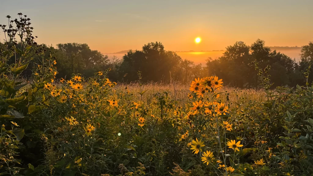 Sunset at Pheasant Branch Conservancy with yellow flowers