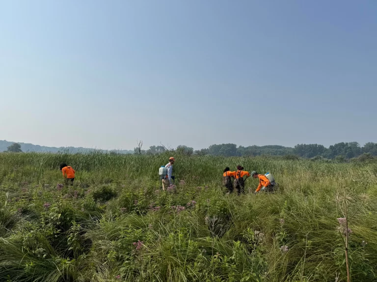 Work crew from Quercus Land Stewardship at Pheasant Branch Conservancy