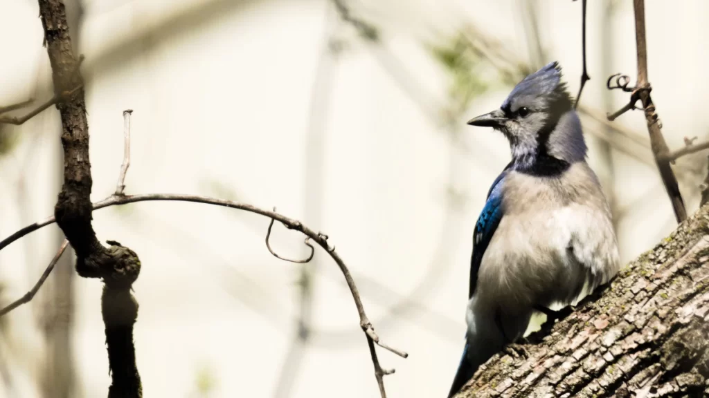 Close up of a blue jay at Pheasant Branch Conservancy in Middleton, Wisconsin