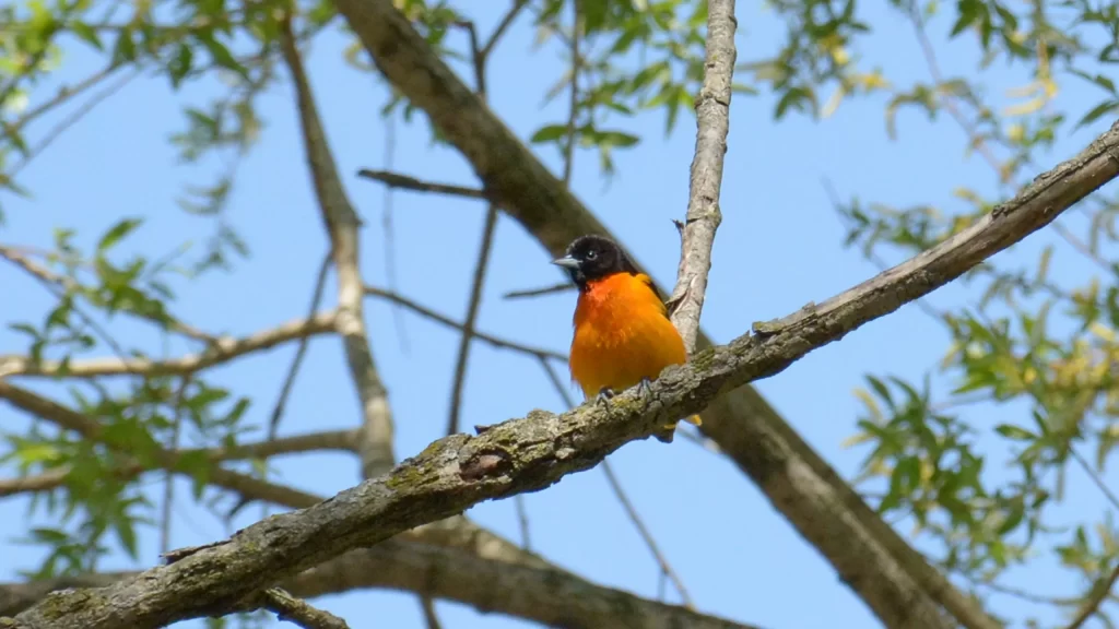 Male oriole in a tree at Pheasant Branch Conservancy in Middleton WI